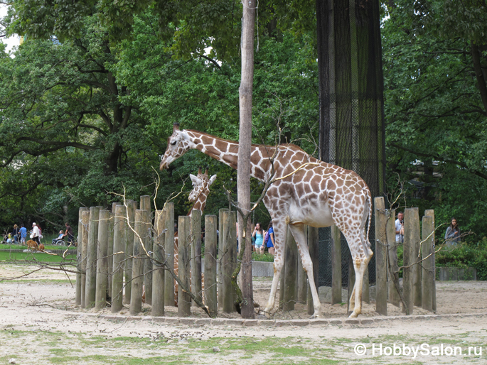 Берлинский зоопарк. Фото