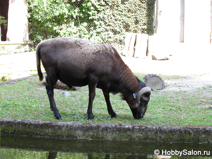 Реферат: Берлинский зоопарк (berlin zoo)