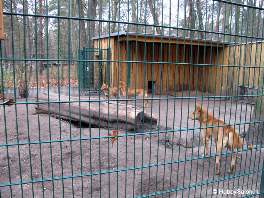 Парк животных города Финстервальде